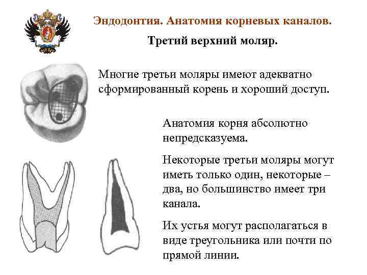 Анатомия корневых каналов презентация