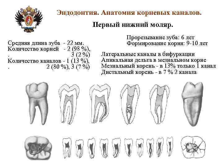 Эндодонтия. Анатомия корневых каналов. Первый нижний моляр. Средняя длина зуба - 22 мм. Количество