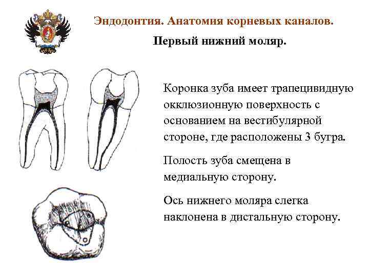 Каналы в 37 зубе схема - 85 фото