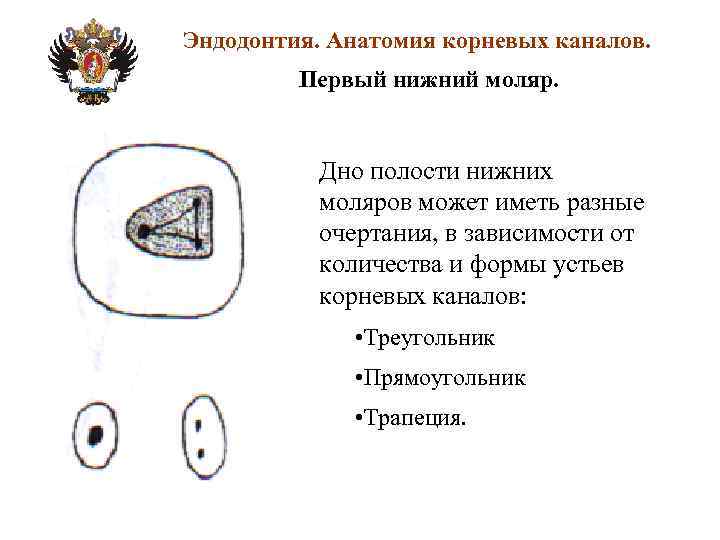 Анатомия корневых каналов презентация