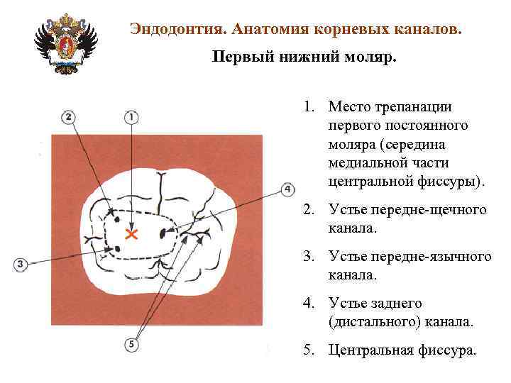 Анатомия корневых каналов презентация