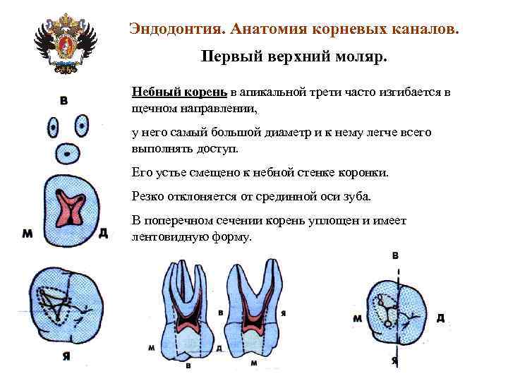 Каналы в 37 зубе схема - 85 фото