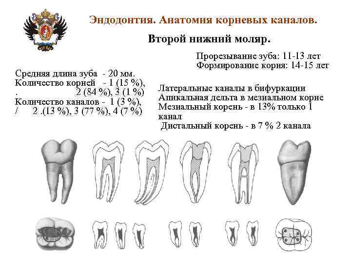 Анатомия корневых каналов презентация