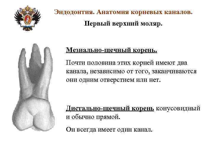 Эндодонтия. Анатомия корневых каналов. Первый верхний моляр. Мезиально-щечный корень. Почти половина этих корней имеют