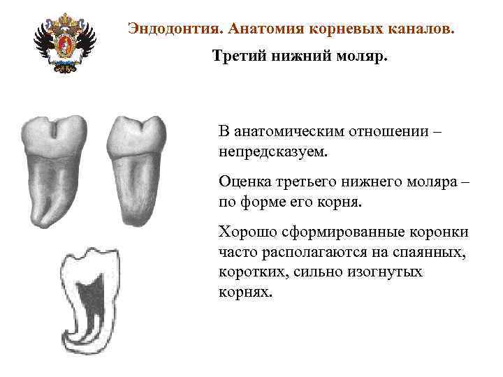 Анатомия корневых каналов презентация