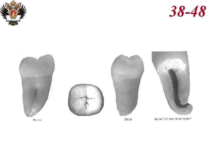 Анатомия корневых каналов презентация