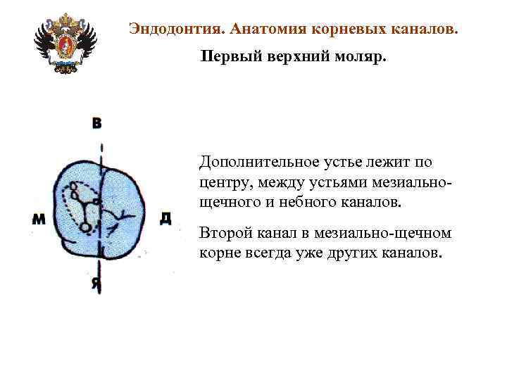 Анатомия корневых каналов презентация