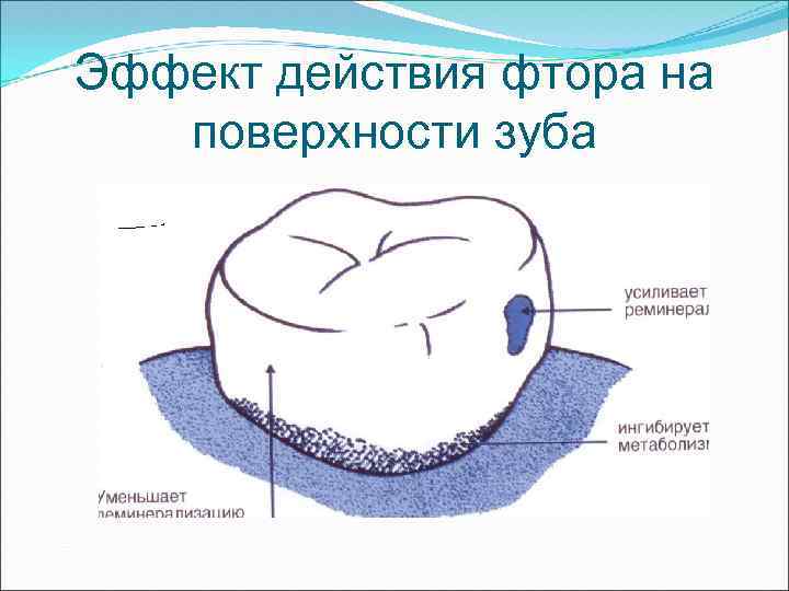 Эффект действия. Механизм действия фтора на зубы. Механизм действия фторидов. Роль фторидов в профилактике кариеса зубов. Влияние фтора на эмаль зубов.