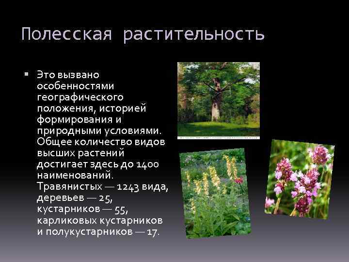 Полесская растительность Это вызвано особенностями географического положения, историей формирования и природными условиями. Общее количество