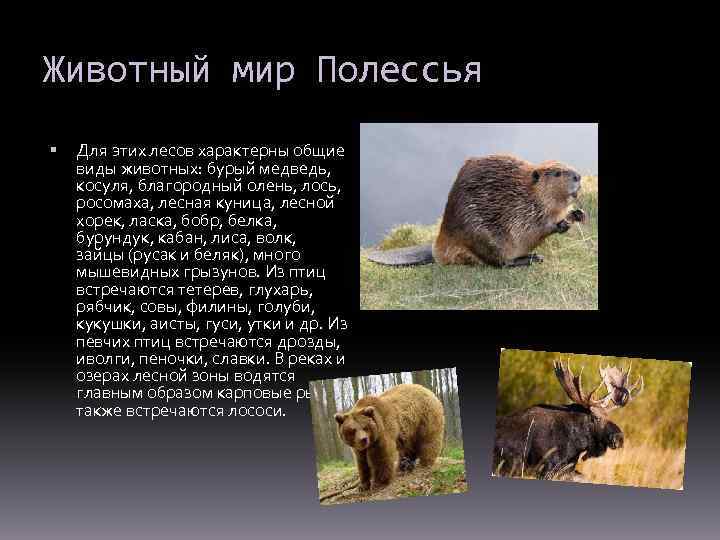 Животный мир Полессья Для этих лесов характерны общие виды животных: бурый медведь, косуля, благородный