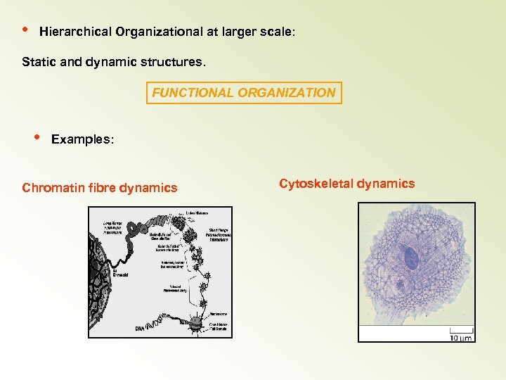  • Hierarchical Organizational at larger scale: Static and dynamic structures. FUNCTIONAL ORGANIZATION •