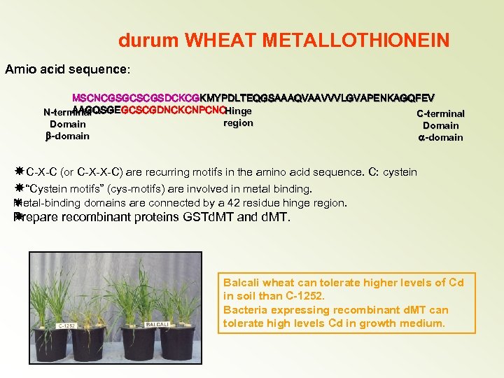 durum WHEAT METALLOTHIONEIN Amio acid sequence: MSCNCGSGCSCGSDCKCGKMYPDLTEQGSAAAQVAAVVVLGVAPENKAGQFEV AAGQSGEGCSCGDNCKCNPCNC AAGQSGE Hinge N-terminal C-terminal region Domain