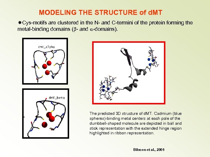 MODELING THE STRUCTURE of d. MT Cys-motifs are clustered in the N- and C-termini