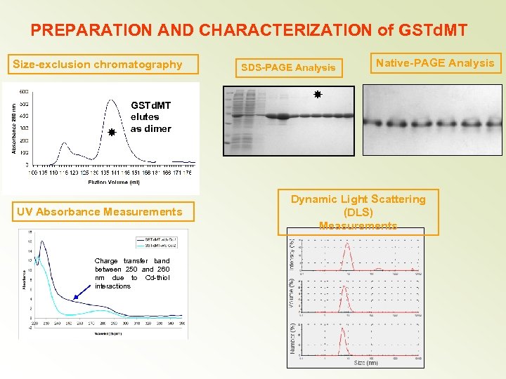 PREPARATION AND CHARACTERIZATION of GSTd. MT Size-exclusion chromatography GSTd. MT elutes as dimer UV