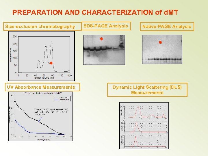 PREPARATION AND CHARACTERIZATION of d. MT Size-exclusion chromatography SDS-PAGE Analysis Native-PAGE Analysis UV Absorbance