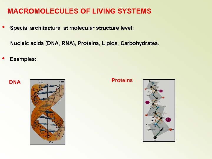 MACROMOLECULES OF LIVING SYSTEMS • Special architecture at molecular structure level; Nucleic acids (DNA,