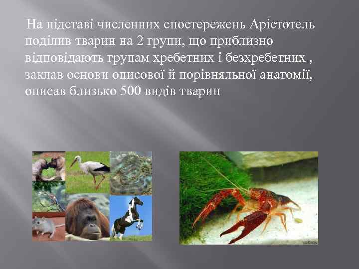  На підставі численних спостережень Арістотель поділив тварин на 2 групи, що приблизно відповідають