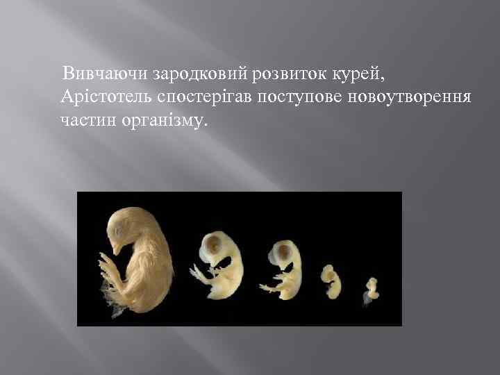  Вивчаючи зародковий розвиток курей, Арістотель спостерігав поступове новоутворення частин організму. 