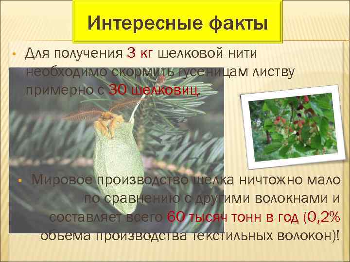 Интересные факты Для получения 3 кг шелковой нити необходимо скормить гусеницам листву примерно с