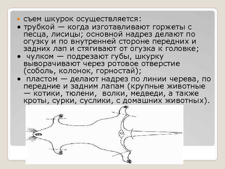 съем шкурок осуществляется: • трубкой — когда изготавливают горжеты с песца, лисицы; основной надрез