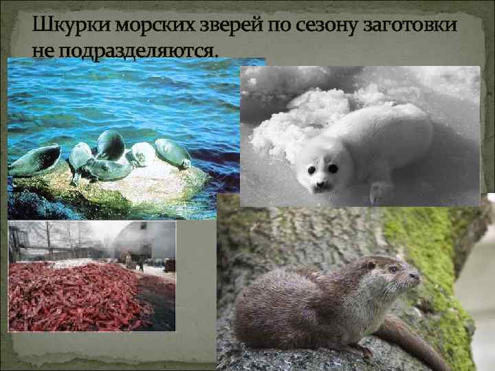 Шкурки морских зверей по сезону заготовки не подразделяются. 