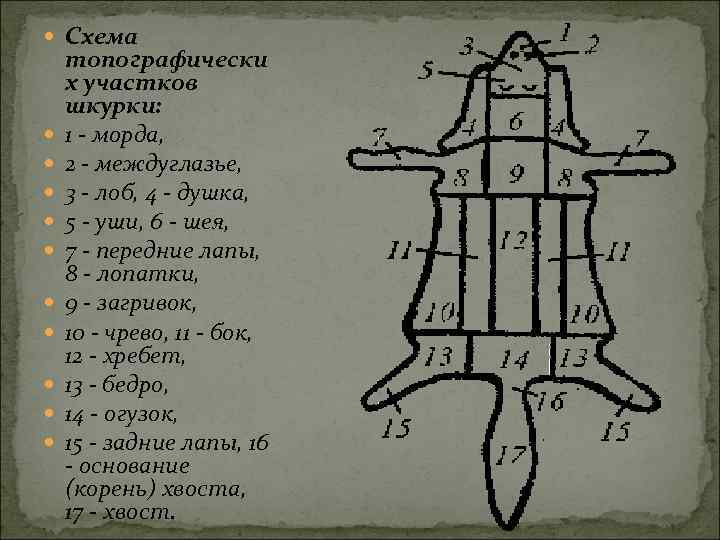  Схема топографически х участков шкурки: 1 - морда, 2 - междуглазье, 3 -