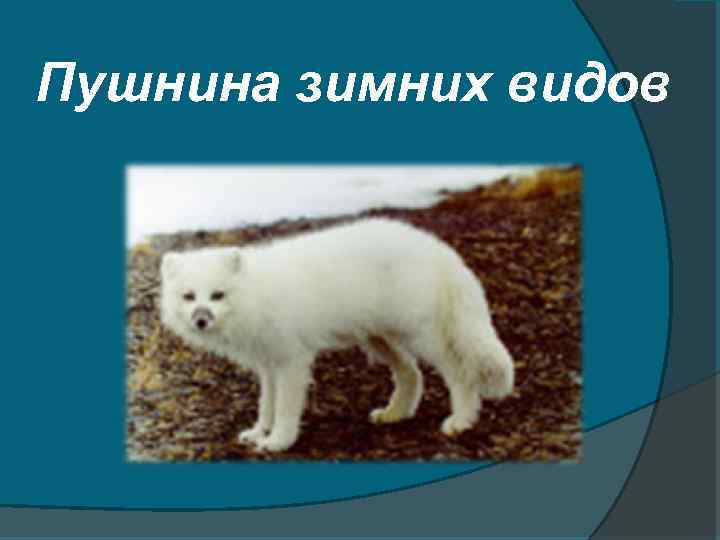 Пушнина зимних видов 