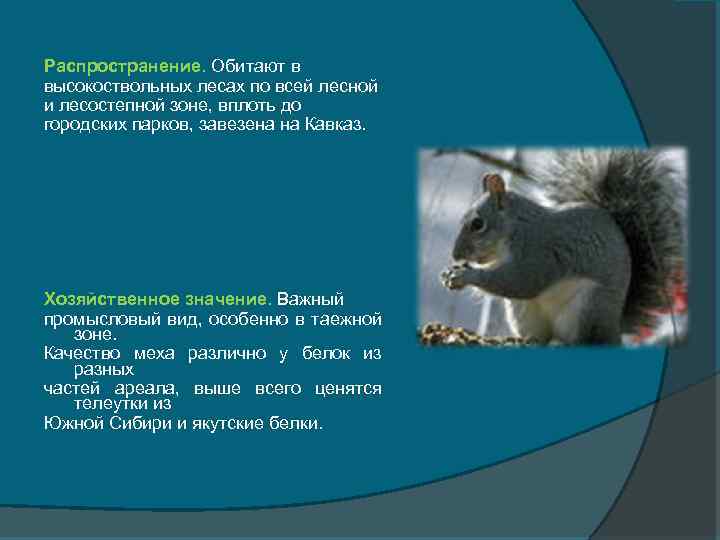 Распространение. Обитают в высокоствольных лесах по всей лесной и лесостепной зоне, вплоть до городских