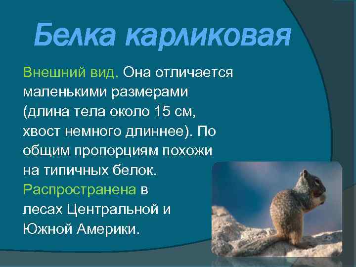 Белка карликовая Внешний вид. Она отличается маленькими размерами (длина тела около 15 см, хвост