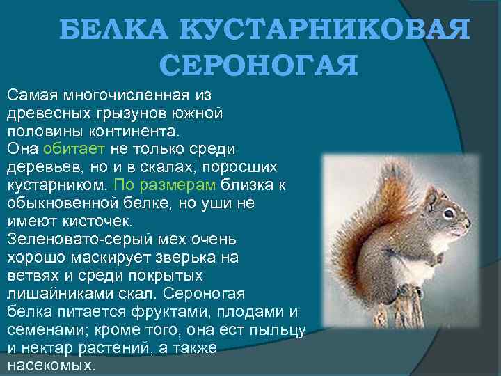 БЕЛКА КУСТАРНИКОВАЯ СЕРОНОГАЯ Самая многочисленная из древесных грызунов южной половины континента. Она обитает не