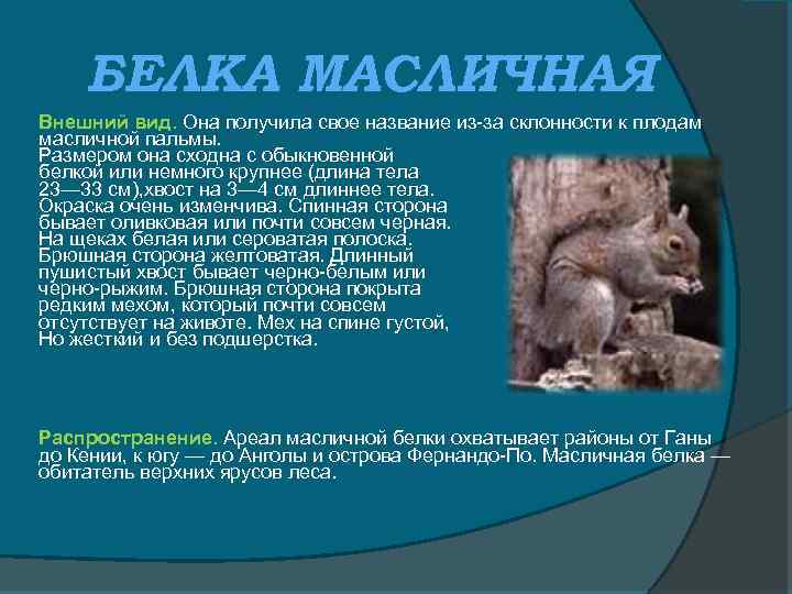БЕЛКА МАСЛИЧНАЯ Внешний вид. Она получила свое название из-за склонности к плодам масличной пальмы.