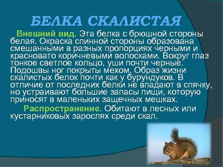 БЕЛКА СКАЛИСТАЯ Внешний вид. Эта белка с брюшной стороны белая. Окраска спинной стороны образована