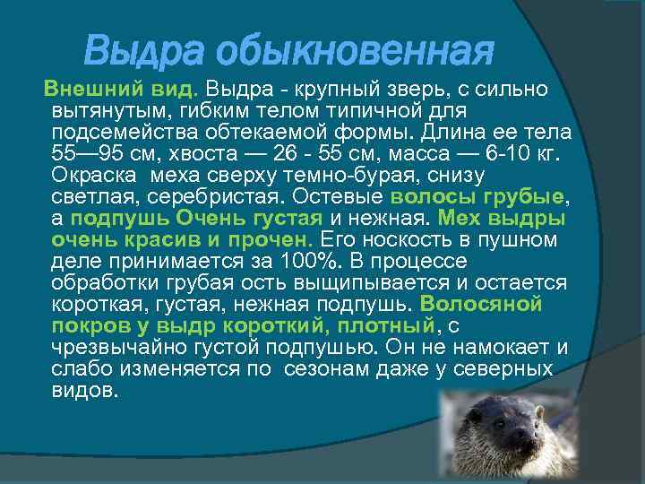 Выдра обыкновенная Внешний вид. Выдра - крупный зверь, с сильно вытянутым, гибким телом типичной