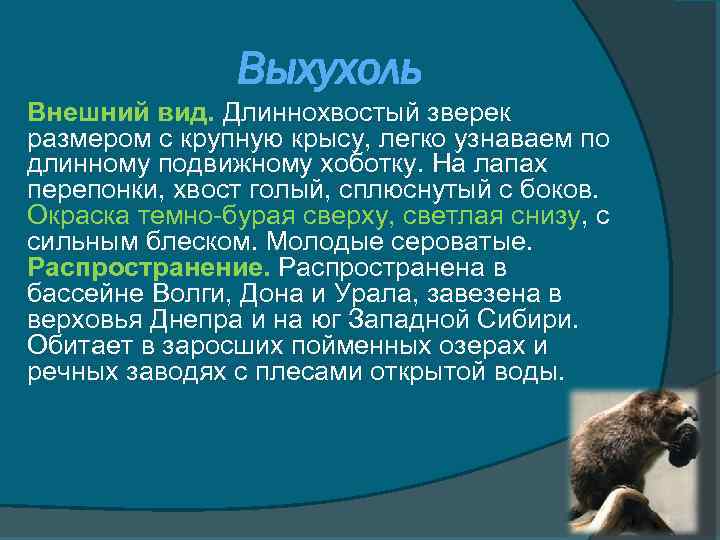 Выхухоль Внешний вид. Длиннохвостый зверек размером с крупную крысу, легко узнаваем по длинному подвижному