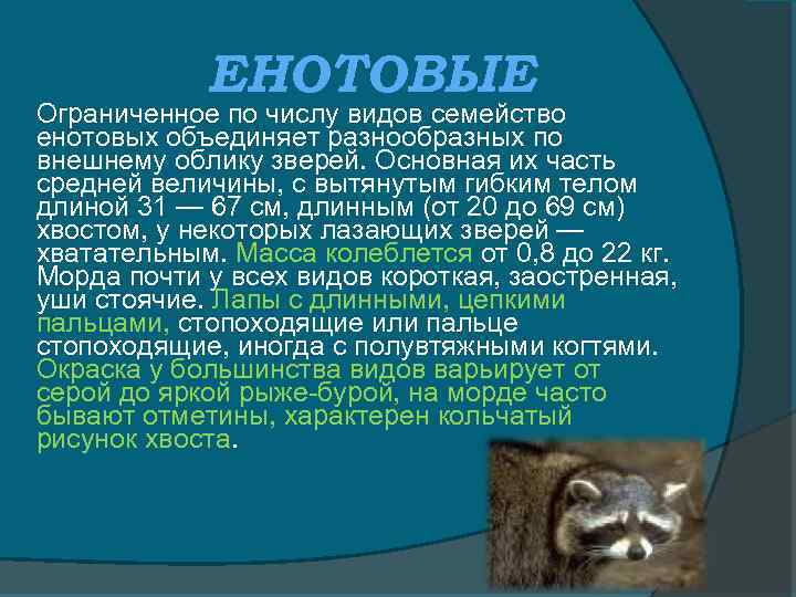 ЕНОТОВЫЕ Ограниченное по числу видов семейство енотовых объединяет разнообразных по внешнему облику зверей. Основная