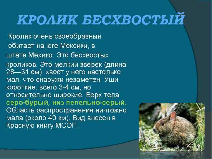 КРОЛИК БЕСХВОСТЫЙ Кролик очень своеобразный обитает на юге Мексики, в штате Мехико. Это бесхвостых