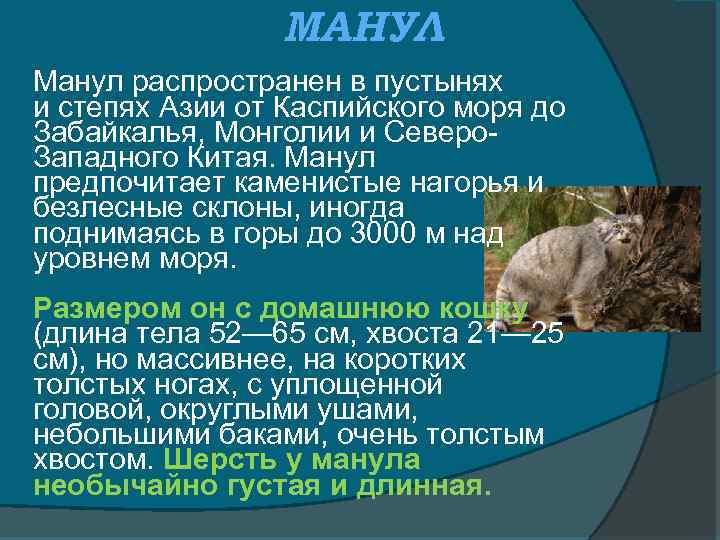 МАНУЛ Манул распространен в пустынях и степях Азии от Каспийского моря до Забайкалья, Монголии