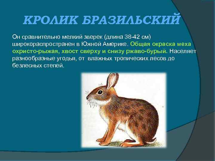 КРОЛИК БРАЗИЛЬСКИЙ Он сравнительно мелкий зверек (длина 38 -42 см) широкораспространен в Южной Америке.