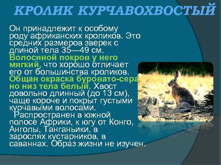КРОЛИК КУРЧАВОХВОСТЫЙ Он принадлежит к особому роду африканских кроликов. Это средних размеров зверек с