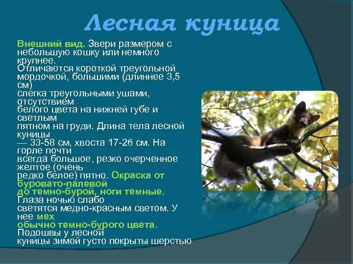 Лесная куница Внешний вид. Звери размером с небольшую кошку или немного крупнее. Отличаются короткой