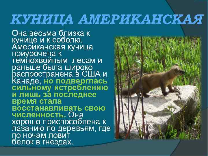 КУНИЦА АМЕРИКАНСКАЯ Она весьма близка к кунице и к соболю. Американская куница приурочена к