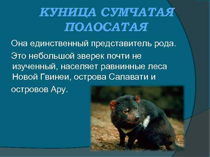 КУНИЦА СУМЧАТАЯ ПОЛОСАТАЯ Она единственный представитель рода. Это небольшой зверек почти не изученный, населяет