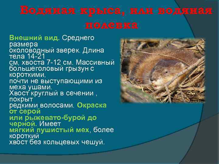 Водяная крыса, или водяная полевка Внешний вид. Среднего размера околоводный зверек. Длина тела 14