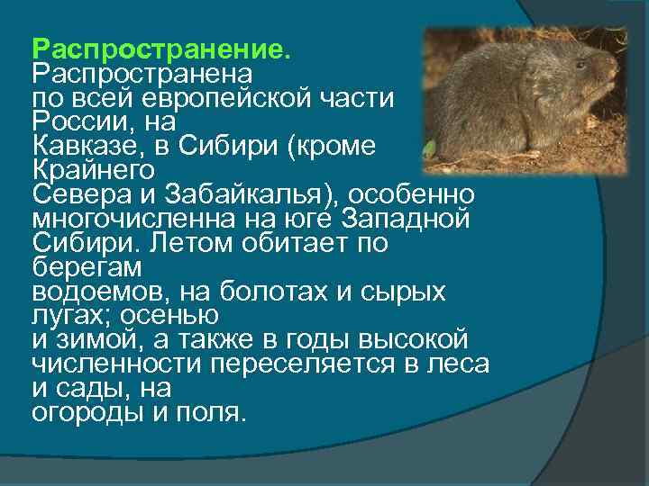 Распространение. Распространена по всей европейской части России, на Кавказе, в Сибири (кроме Крайнего Севера