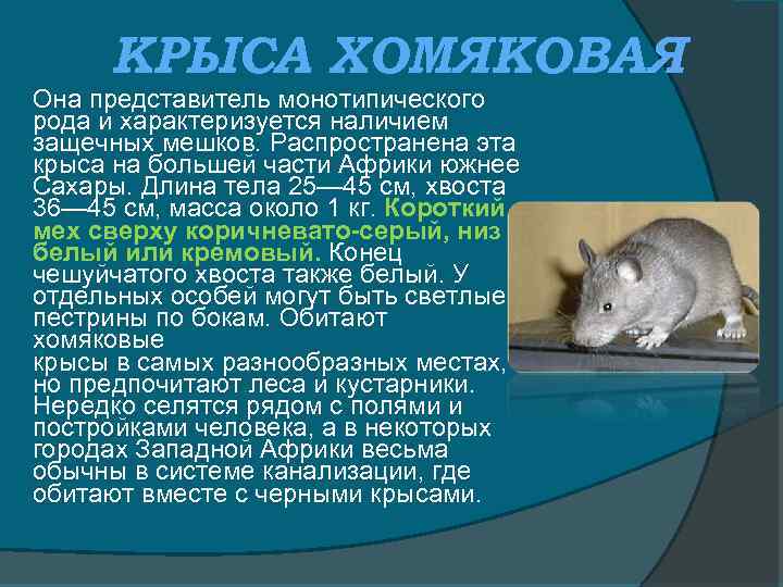 КРЫСА ХОМЯКОВАЯ Она представитель монотипического рода и характеризуется наличием защечных мешков. Распространена эта крыса