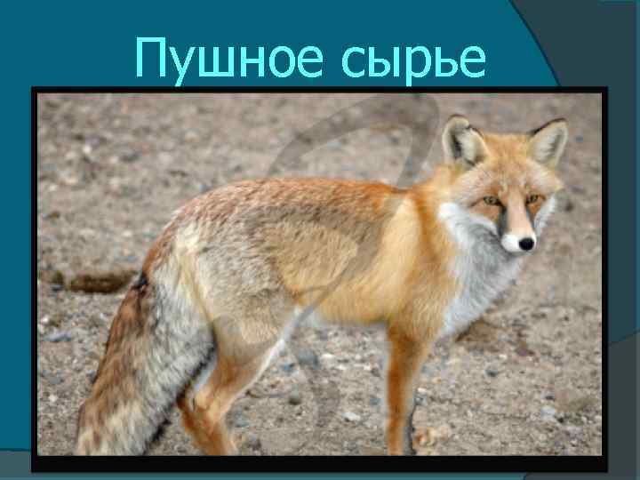 Пушное сырье 