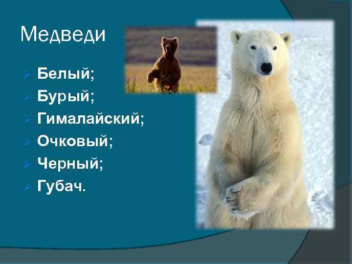 Медведи Белый; Ø Бурый; Ø Гималайский; Ø Очковый; Ø Черный; Ø Губач. Ø 