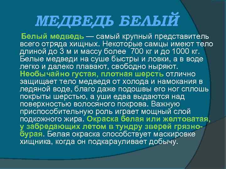 МЕДВЕДЬ БЕЛЫЙ Белый медведь — самый крупный представитель всего отряда хищных. Некоторые самцы имеют