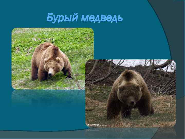 Бурый медведь 