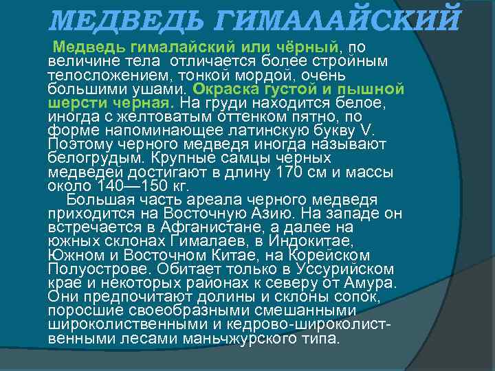 МЕДВЕДЬ ГИМАЛАЙСКИЙ Медведь гималайский или чёрный, по величине тела отличается более стройным телосложением, тонкой